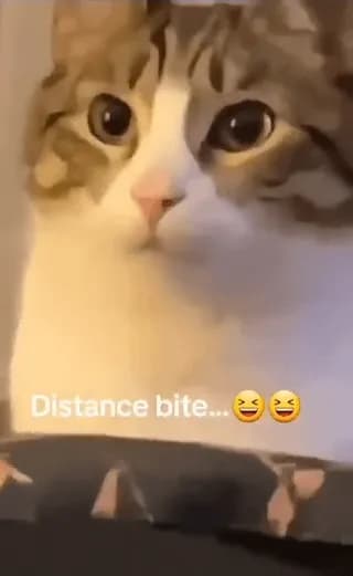 Bluetooth cat