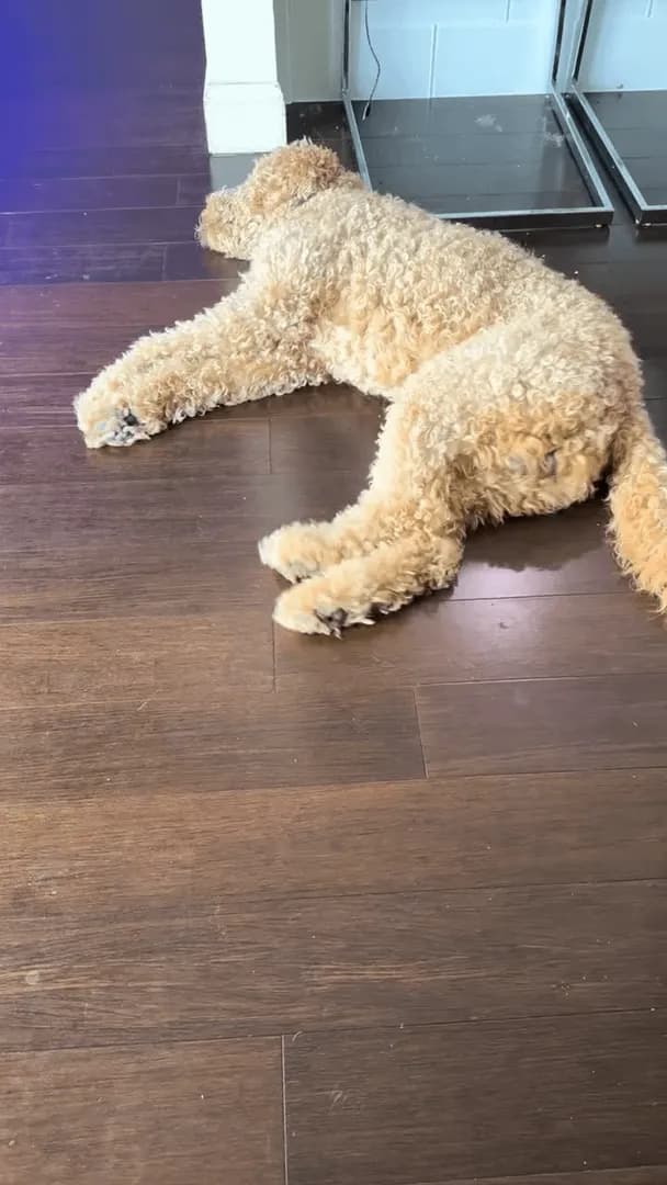 Dreaming about the golden retriever next door..