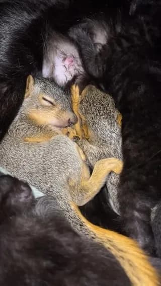Cat nursing squirrels