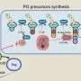 Cell wall transport disruption exposes weakness in antibiotic-resistant bacteria