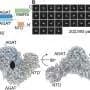 An unusual bacterium that penetrates and lives inside human cells may offer a new drug target