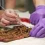 What small insects can tell us about ancient textiles