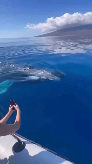 Video shows a mother whale with her baby whale swimming near a boat