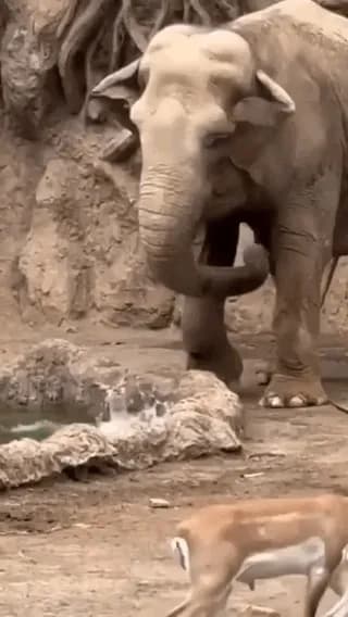 Elephants saves a gazelle