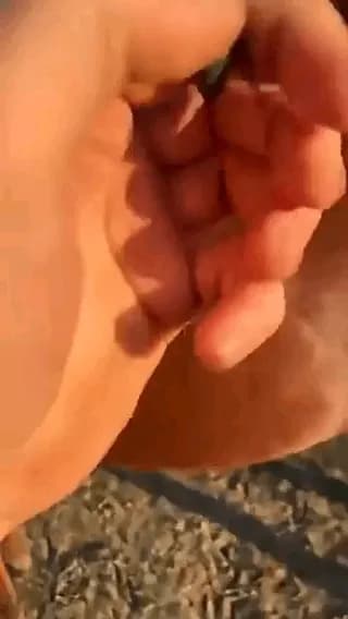 A guy feeds an insect to a orb weaver spider