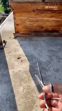 Beekeeper protecting his bees from being attacked by hornets