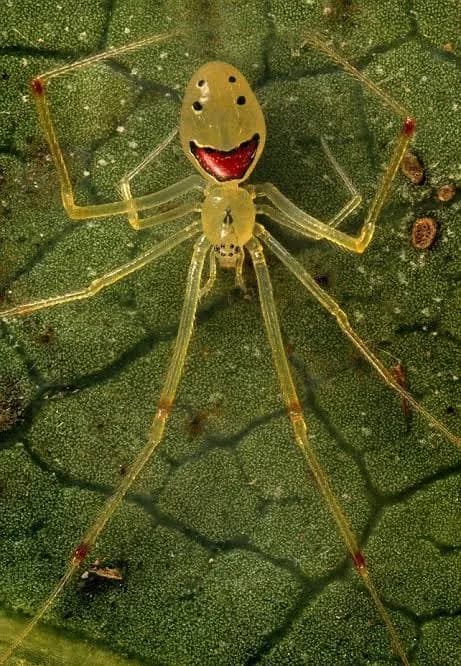The Hawaiian happy-face spider (Theridion grallator) is known for its unique abdomen pattern, which scientists believe evolved as a defense mechanism to startle and confuse hungry predators.