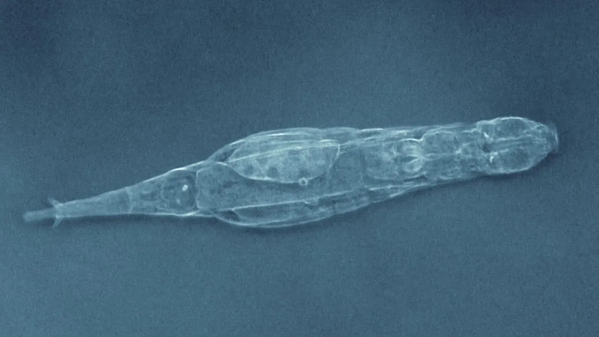 'Impossible': This Tiny Animal Can Pass Radiation Damage to Its Offspring &ndash; And Repair It Over Generations