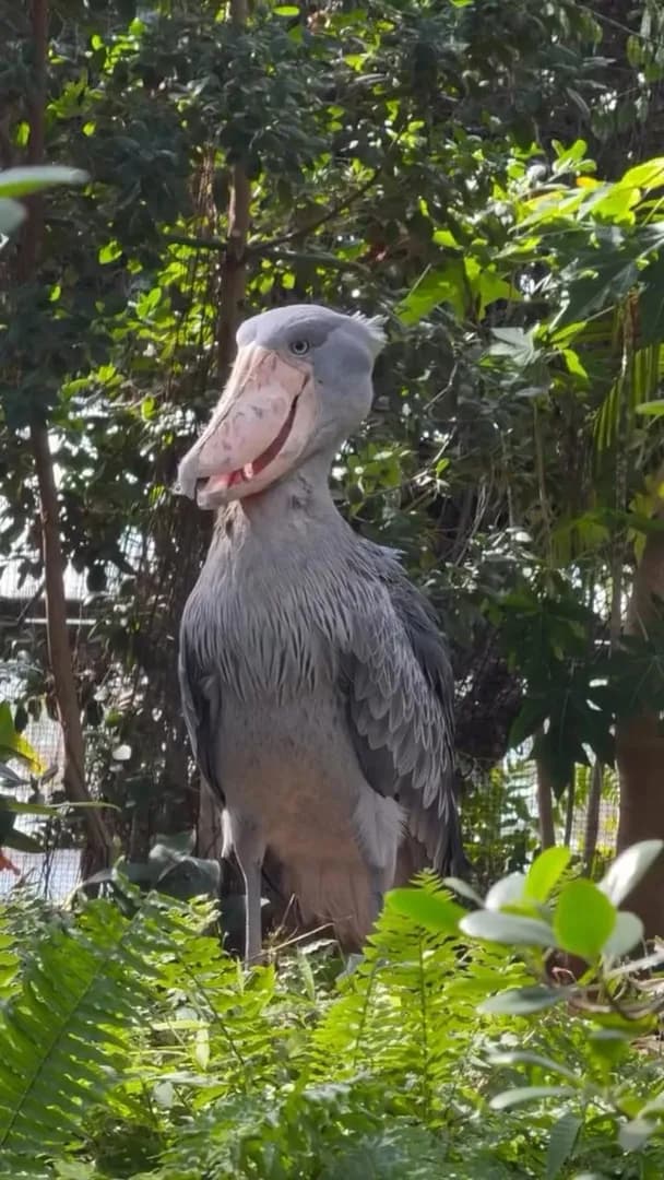 The iconic Shoebill 🤩