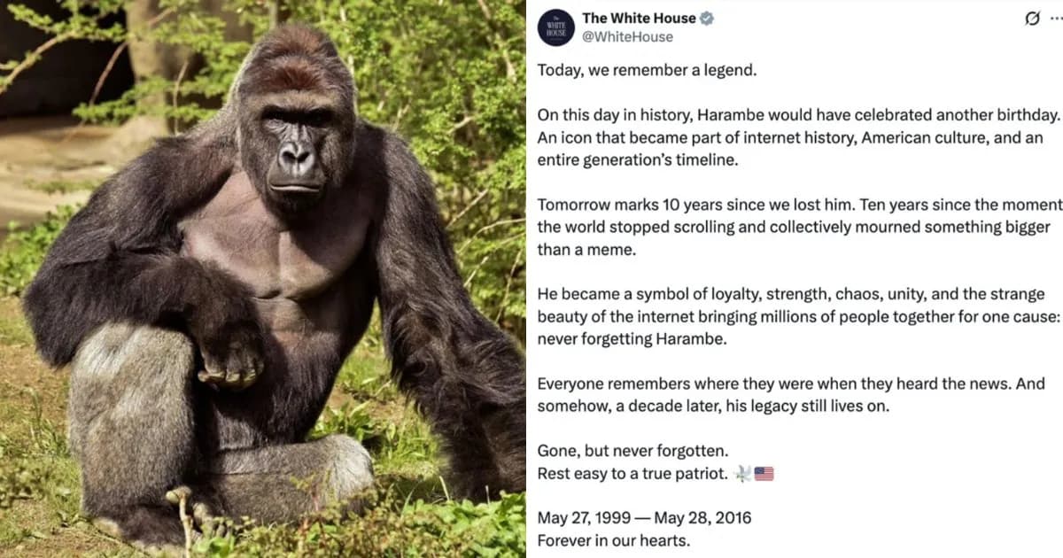 Legacy Reflections: 10th Anniversary Of Harambe’s Death Draws White House Responses