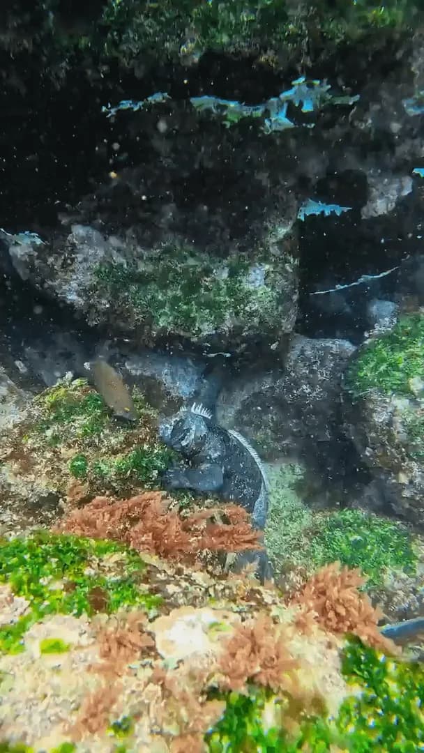 Marine Iguanas are something else.