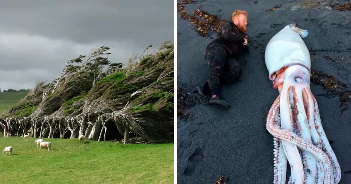 Because I Live In New Zealand: 42 Reasons For New Zealanders To Flex