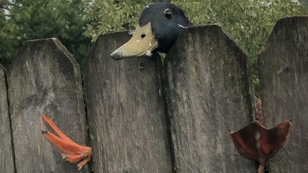 92 Animals Whose Questionable Decisions Left Them Very, Very Stuck