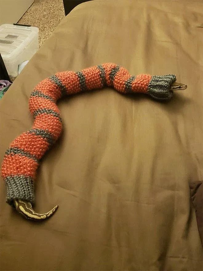 Python wearing a crocheted tube resembling a cozy sweater