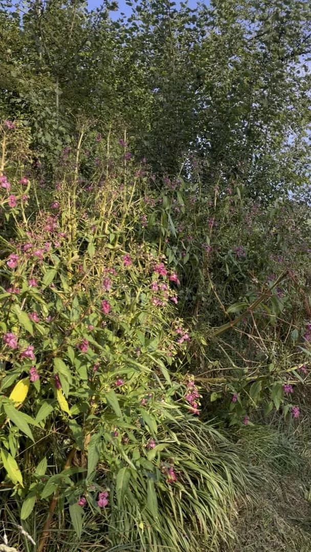 Popping the seedpods of this plant i passed by on a walk