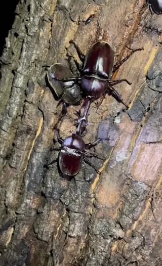 A female Japanese rhinocerous beetle watches two males fight over her