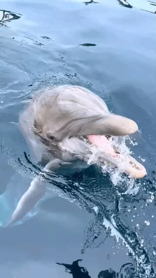 Did dolphin makes variety of sounds for communication and navigation? According to the video her name is Kaya.