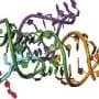 How one RNA nucleotide switch activates fluorescent dyes