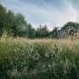 New genome study rewrites the early history of grasses, the world's most important plant family