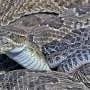 Project RattleCam reveals baby snakes during birthing season in three US states for the first time