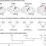 Brain's ability to hear a musical beat remains distinctly human, study suggests