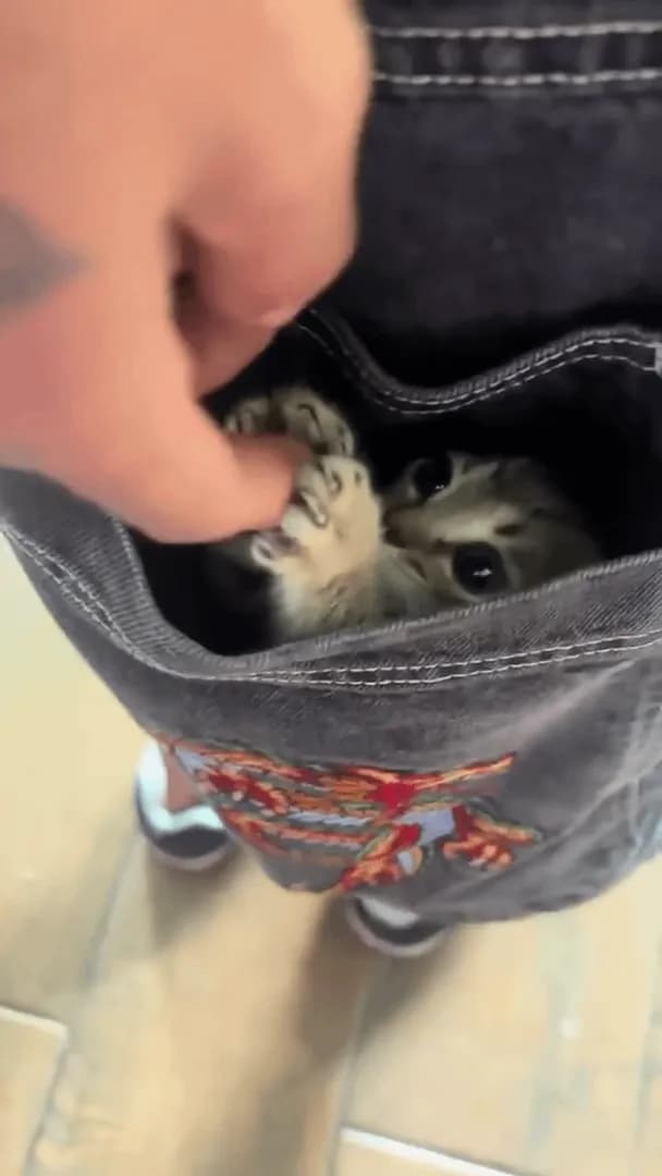 Lil cat in the pocket