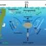 Tiny cyanobacteria may be the secret heroes of ocean carbon sequestration