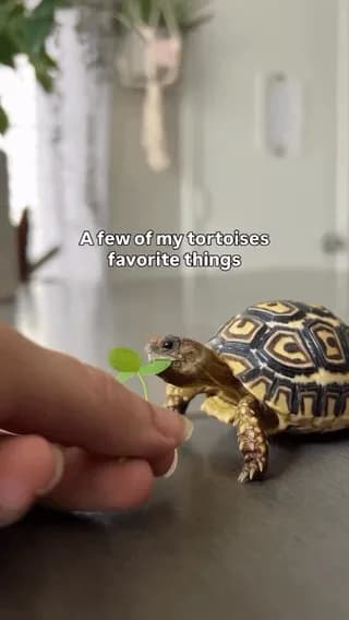 She loves green