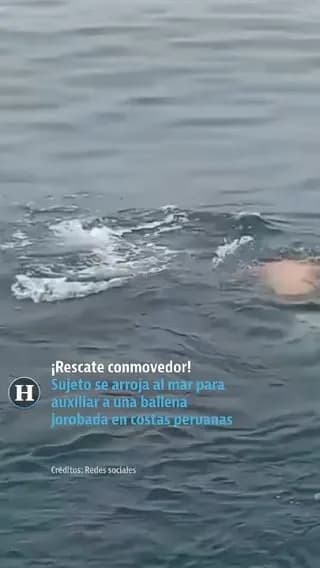 Peruvian fisherman Jonathan Quispe jumped into cold water with just a knife to free a trapped whale from fishing nets