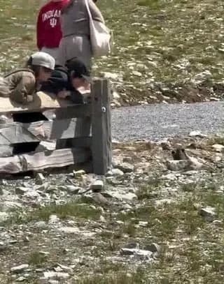 A loud (almost 100 dB) mountain marmot just made these children’s day