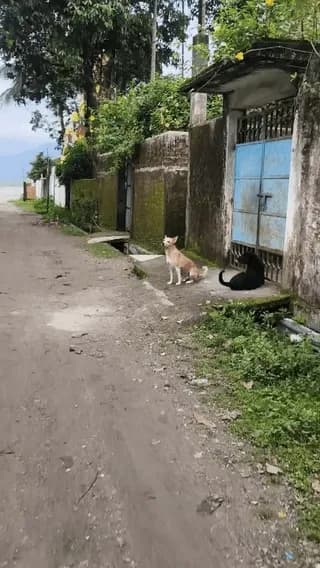 [OC] He is a stray with no owner, but he waits by the gate to greet me every single morning without fail.