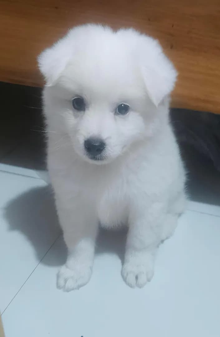 [OC] My friend recently adopted Puchoo. We are all completely obsessed with this little snowball.