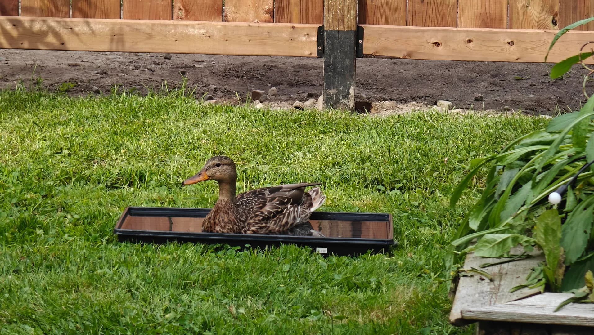 Our general rule is if you cut the lawn or landscape, someone will come. Today it was our favourite duck, Honey.