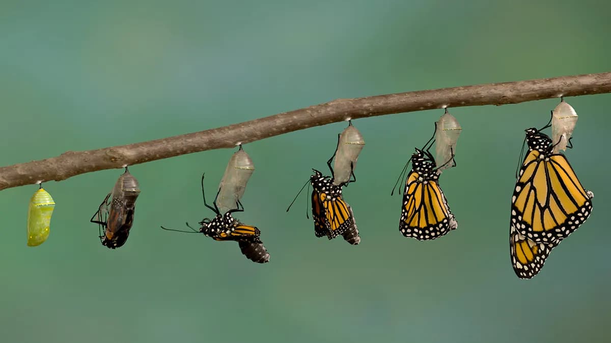 Evolution Might Not Be as Random as We Thought, New Study Finds
