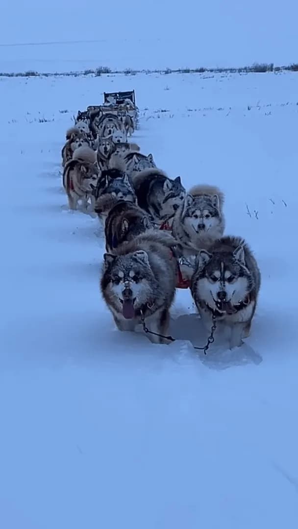 The Ultimate Arctic Power 22 Alaskan Malamutes