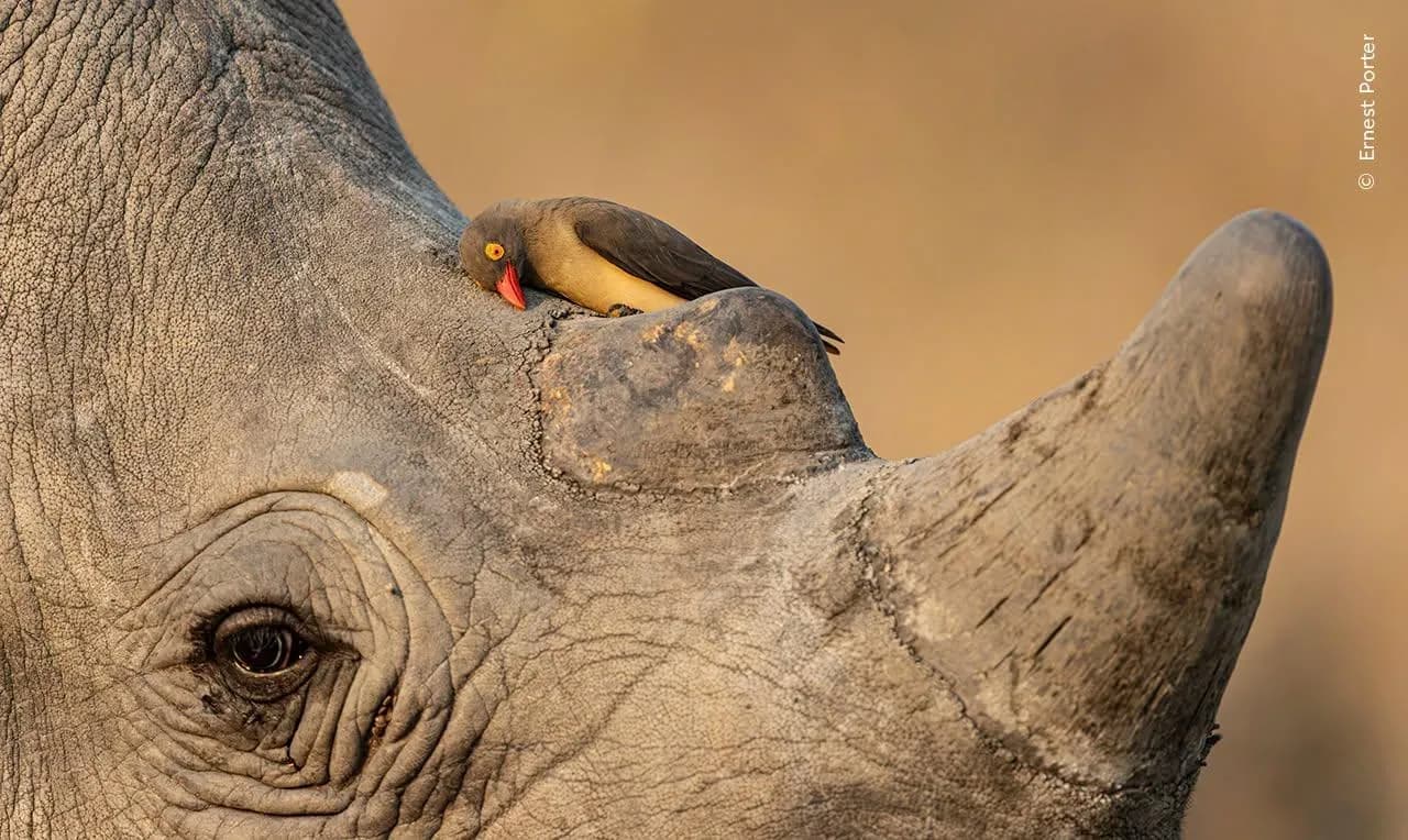 See 16 Stunning Animal Images From the Wildlife Photographer of the Year Awards