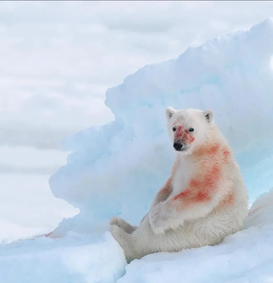 Polar bear cub after eating a seal, photographed by Marsel van Oosten. Epic.