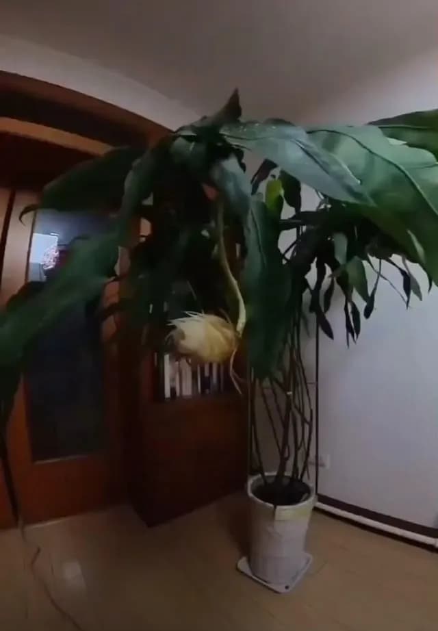 Queen of the night-The flower which blooms once in a year in night