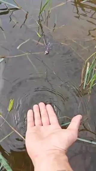 𔒛 This cute little fisher evolution (maybe a Coot bird, idk)
