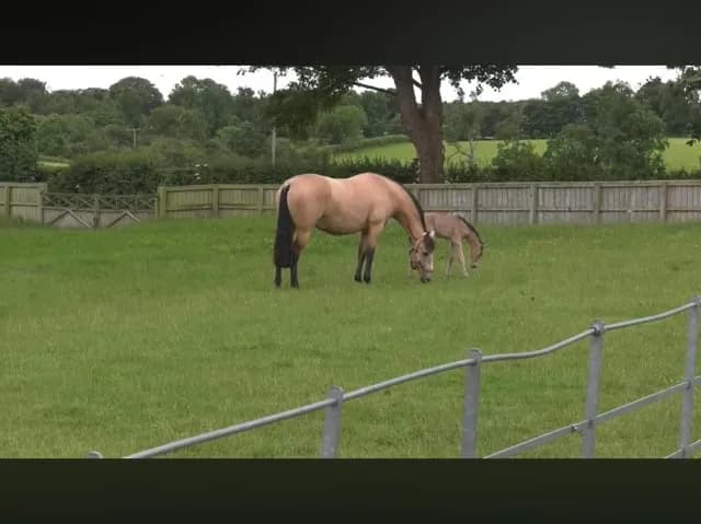 Four day old baby’s first time being on grass