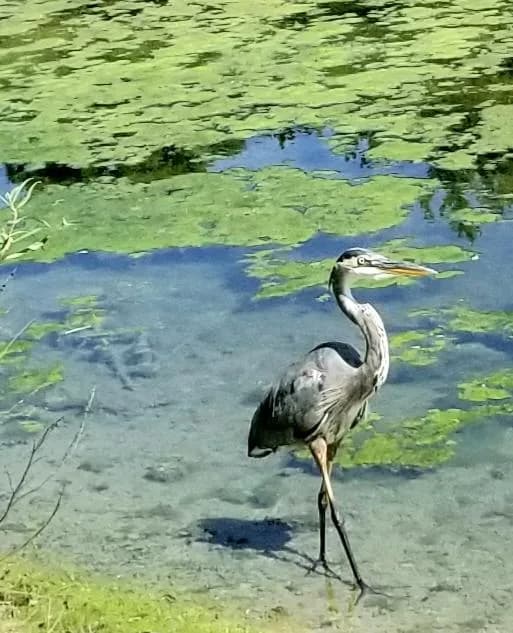 A great blue heron stepped out to see the minnows I was feeding, I conceeded the opportunity and wished it a pleasant day