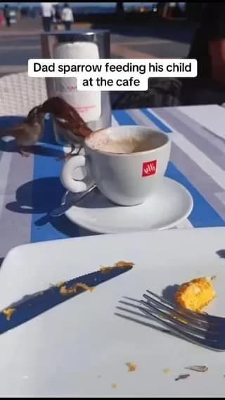 Dad sparrow taking his little one out for breakfast