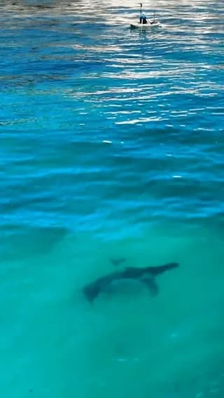There's close...and then there's this. 🤯 Great White circles Andy Casagrande in a kayak🚣