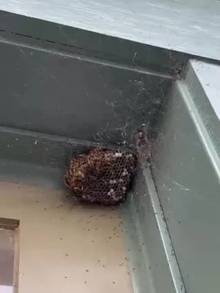 A spider just built a web around a wasp nest, trapping them inside, while ants are actively raiding the larvae to stockpile for winter.