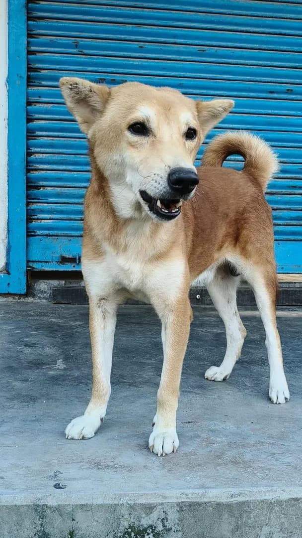 [OC] 4 years ago, this hungry street dog followed me home on the India-Bhutan border. Today, he is a happy, healthy boy who never misses our morning walks. Meet Bruno!