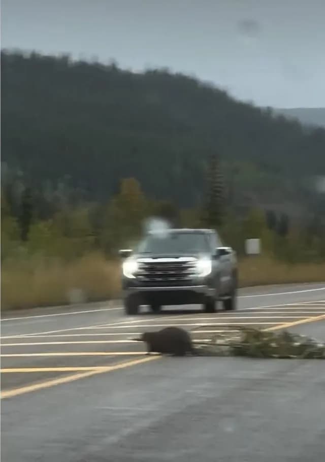 Canadian style traffic jam ❤️
