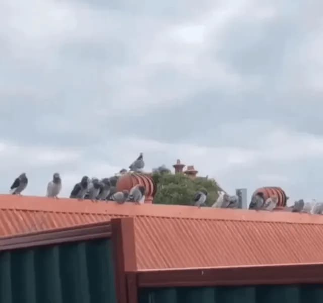 Pigeon spinning on a cowl