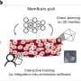 AI automates 3D membrane mapping, matching manual results in a fraction of time