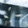 Fish may be highly sensitive to antidepressants found in water