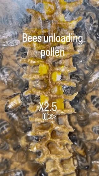 Bees unloading pollen ๐